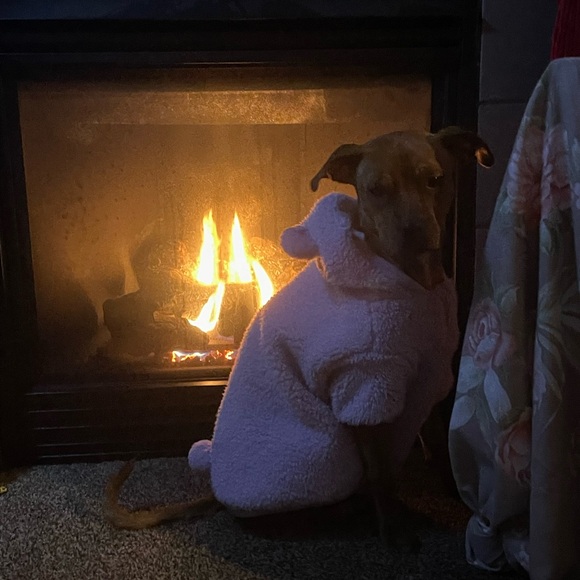 Meet your Posher, Jacey and Ginger - Picture 10 of 11